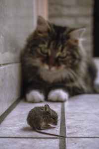A Cat and Mouse Game | Bright Flash Literary Review